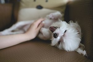 クゥーン と鳴く子犬の気持ち 子犬の鳴き声から気持ちがわかる 愛犬トトモ