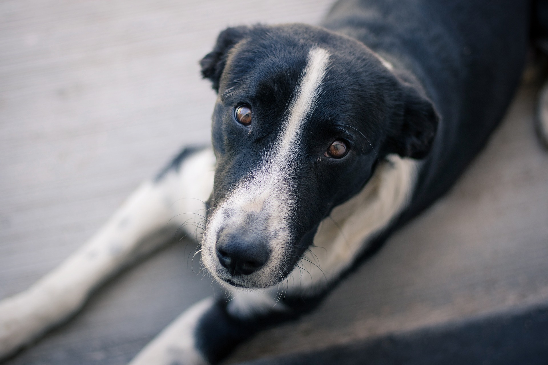 犬が喜ぶ 気持ちいいマッサージの仕方 ツボがある 犬が気持ちいいところはどこ 愛犬家が集まる トロモロ