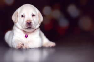 クゥーン と鳴く子犬の気持ち 子犬の鳴き声から気持ちがわかる 愛犬トトモ