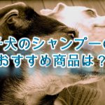 子犬のシャンプーのおすすめ商品は?【ランキングが高いAmazon商品を紹介】