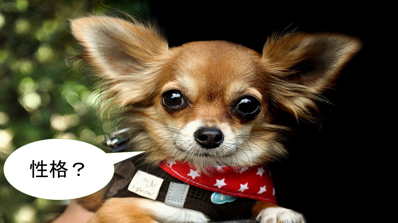 ミックス犬「チワマル」ってどんな小型犬？【値段や性格、特徴をまとめました！】