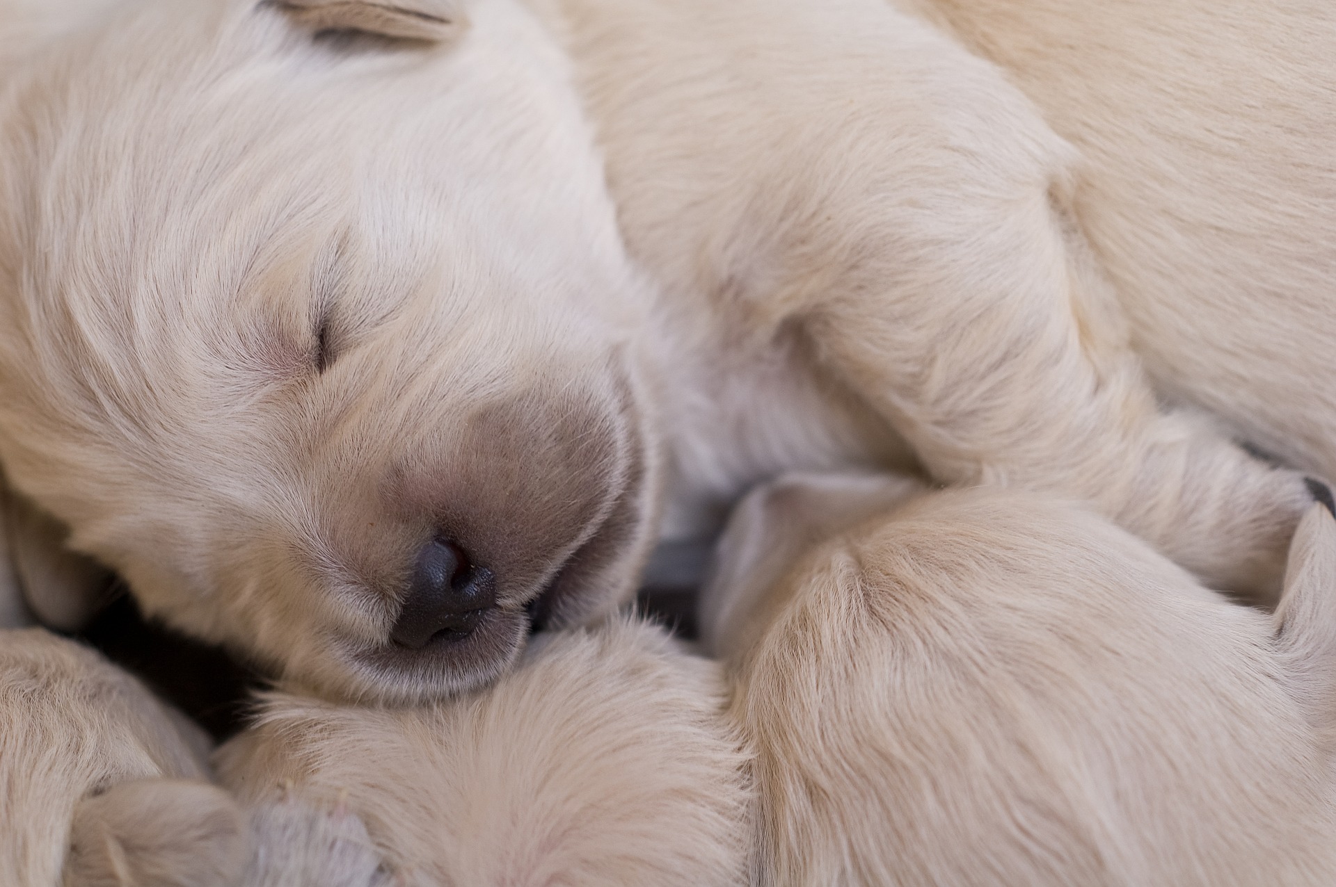 子犬が寝ないときの対処方法やしつけ方 愛犬家が集まる「トロモロ」