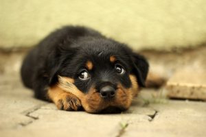 子犬をお風呂に入れる時期は いつからがベストなのか 適正な温度や入れ方もわかりやすく解説 愛犬家が集まる トロモロ