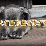 子犬が掃除機を怖がる!【子犬を掃除機に慣れさせる方法とは?】