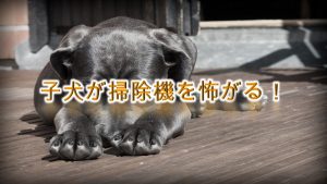 子犬が掃除機を怖がる!【子犬を掃除機に慣れさせる方法とは?】