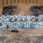 子犬がブラッシングを嫌がる時におすすめの対処方法
