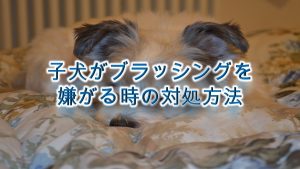 子犬がブラッシングを嫌がる時におすすめの対処方法
