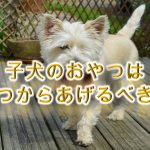 子犬のおやつはいつからあげるべき?【お菓子のあたえ方や選び方も紹介】
