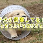 子犬が興奮してる!そんなときの上手な遊び方とは?