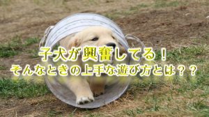 子犬が興奮してる!そんなときの上手な遊び方とは?