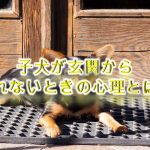 子犬が玄関から離れないときの気持ち(心理)とは?【子犬が玄関で動かない時の理由】