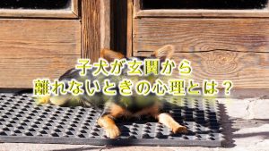子犬が玄関から離れないときの気持ち(心理)とは?【子犬が玄関で動かない時の理由】