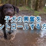 子犬の興奮をコントロールする方法【子犬のしつけ方】