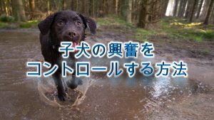 子犬の興奮をコントロールする方法【子犬のしつけ方】