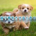 子犬にお留守番をさせる前にするべき3つの準備とは?【子犬の留守番中の注意点も解説!】