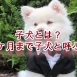 子犬とは?何ヶ月まで子犬と呼ぶ?【子犬の定義を徹底的に解説】