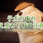 子犬の歯の生え変わり時の注意点