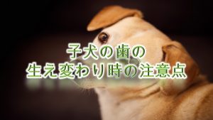 子犬の歯の生え変わり時の注意点