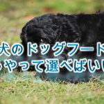 子犬のドッグフードはどうやって選べばいい?【子犬のドッグフードの選び方のコツ】