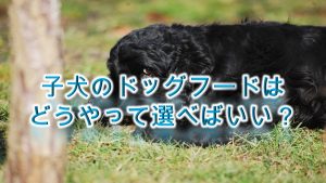 子犬のドッグフードはどうやって選べばいい?【子犬のドッグフードの選び方のコツ】