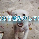 子犬の甘噛みを対策するための3つのしつけ方【ご褒美、罰、犬用噛むおもちゃなど】