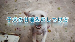 子犬の甘噛みを対策するための3つのしつけ方【ご褒美、罰、犬用噛むおもちゃなど】