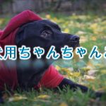 犬用のちゃんちゃんことは?【小型犬におすすめのAmazonの人気商品も紹介】
