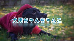 犬用のちゃんちゃんことは?【小型犬におすすめのAmazonの人気商品も紹介】