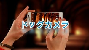ドッグカメラって何?【活用方法やメリットをわかりやすく解説】