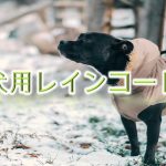 犬用レインコートとは?【小型犬におすすめのAmazonの人気商品も紹介】
