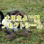 犬用虫よけ服「インセクトシールド」とは?