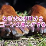 なぜ犬の肉球からポップコーンの臭いがするのか?【アメリカの研究でわかった、理由を紹介】
