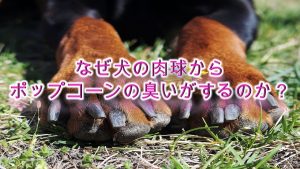 なぜ犬の肉球からポップコーンの臭いがするのか?【アメリカの研究でわかった、理由を紹介】