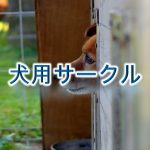犬用サークルとは?【小型犬におすすめのAmazonの人気商品も紹介】