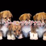 子犬の「カーミングシグナル」とは?【子犬の気持ちを理解するヒント】