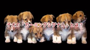 子犬の「カーミングシグナル」とは?【子犬の気持ちを理解するヒント】