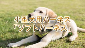 小型犬用ハーネス「ソフトハーネス」とは?【子犬におすすめのAmazonの人気商品も紹介】
