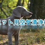 ペット用空気清浄機とは?【犬の臭いは消せる?その効果やおすすめAmazonの人気商品も紹介】