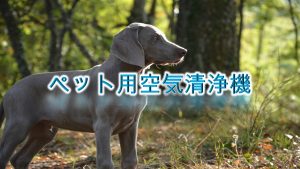 ペット用空気清浄機とは?【犬の臭いは消せる?その効果やおすすめAmazonの人気商品も紹介】
