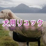 犬用リュックとは?【小型犬におすすめのAmazonの人気商品も紹介】