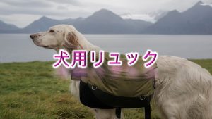 犬用リュックとは?【小型犬におすすめのAmazonの人気商品も紹介】