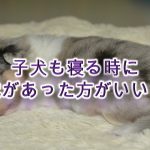 子犬も寝る時に枕があった方がいい?【メリットや子犬におすすめの犬用枕商品も紹介】