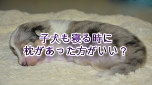 子犬も寝る時に枕があった方がいい?【メリットや子犬におすすめの犬用枕商品も紹介】