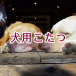 犬用こたつとは何か?【子犬とこたつで温まる時の注意点も解説】