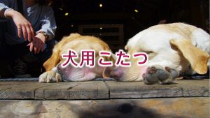 犬用こたつとは何か?【子犬とこたつで温まる時の注意点も解説】