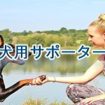 犬用サポーターとは?【小型犬用のサポーターの種類や活用法、おすすめのAmazon商品】