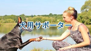 犬用サポーターとは?【小型犬用のサポーターの種類や活用法、おすすめのAmazon商品】