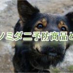 犬用ノミダニ予防商品とは?どんな種類がある?【Amazonで人気の商品も紹介】