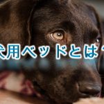 犬用ベッドとは?【夏用と冬用がある?子犬におすすめのおしゃれなAmazon人気商品も紹介】