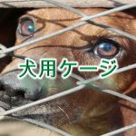 犬用ケージとは何か?その意味や必要な理由【小型犬におすすめのAmazonの人気商品も紹介】